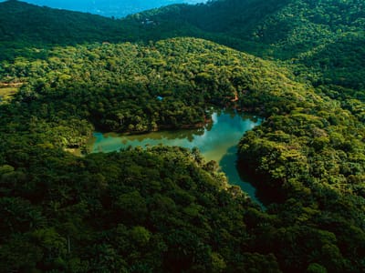 Magoroto Forest