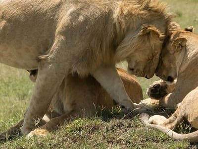 3-Day Budget Safari to the Masai Mara: Wildlife & Wilderness