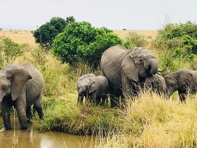 Masai Mara Safari 3days & 2nights