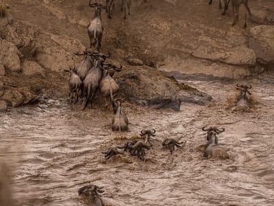5-Day Masai Mara, Lake Nakuru, Lake Naivasha Budget Tour