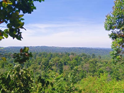 Nandi-South Forest / Kobujoi Forest