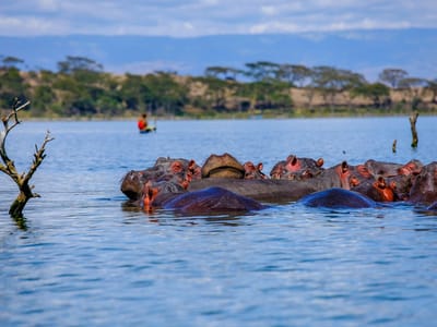 5 Days Masai Mara, Nakuru & Hells Gate Safari
