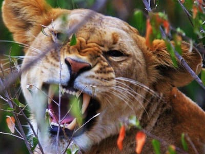 Nairobi National Park, Sheldrick’s Animal Orphanage & Giraff