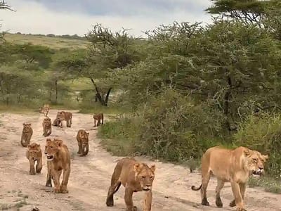 Nairobi National Park