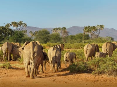 3 Days Kenya Private Maasai Mara Safari