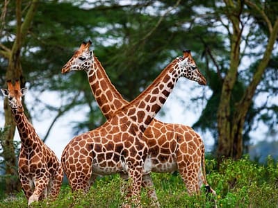 3 Days 2 Nights Masai Mara Budget Safari