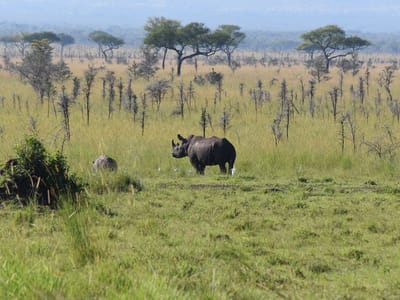 Ruma National Park One-Day Safari