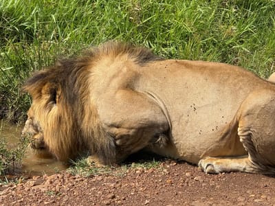 Amboseli National Park Daytrip