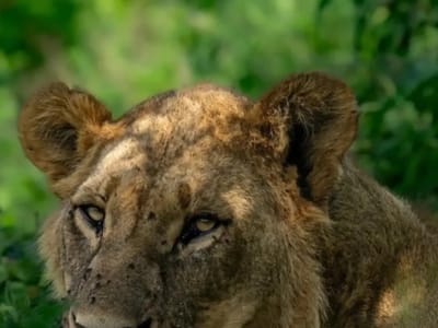 Lake Nakuru National Park Day Trip