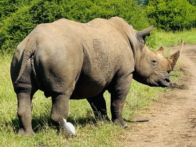 Maasai Mara Package