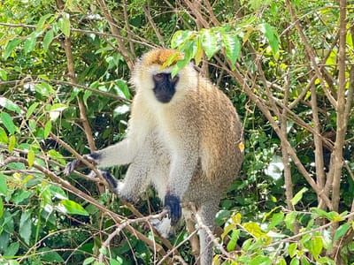 Nairobi National Park, Sheldrick & Giraffe Centre Tour