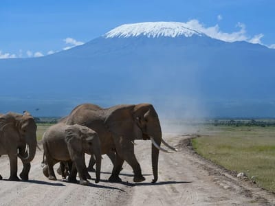 Magical Game Drives: Daily Group Joining Safaris