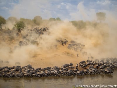 4 Days Masai Mara & Lake Nakuru Safari - Budget Camping