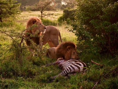 5 Days Maasai Mara & Amboseli Wildlife Safari