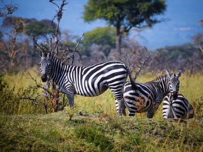 Masai Mara Budget Safari: A 2-Day Wildlife Spectacle