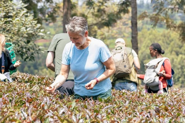 Tourists picking tea leaves is a hands-on activity where visitors walk through tea farms and learn how to carefully pluck fresh tea shoots while experiencing local farming culture.