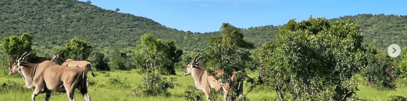 Wageni Tours & Safaris